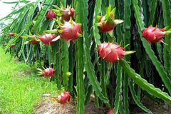 Good For Health Farm Price Organic Wholesale new arrival 2022 Red Dragon Fruit Made In Vietnam Fresh Fruit for Sale – product photo 3, product detail gallery