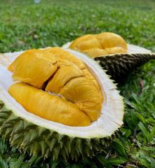 High Quality Monthong Durian from Vietnam Wholesale Fresh Durian Premium Fresh Thai Durian Monthong Products - Image 5