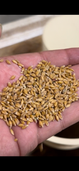 Einkorn - Image 1