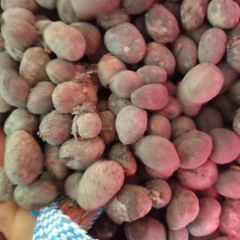 Shea nuts - Image 3