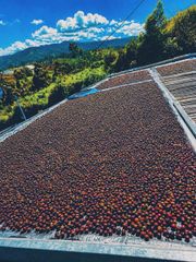 Arabica Coffee – product photo 1, product detail gallery