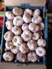 Fresh Egyptian White Garlic – product photo 2, product detail gallery