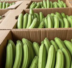 Matooke Banana – product photo 1, product detail gallery