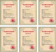 Certification certificate from Yantai Lvye Tianyuan Seed Industry Co., Ltd