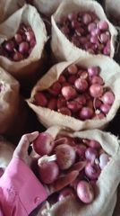 Red onion 55mm – product photo 1, product detail gallery