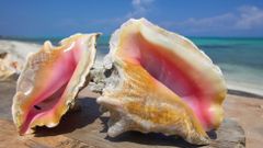 Fresh Conch seafood / abalone Grade A Shape Piece Style FROZEN Content Conch Origin Belize Brand Name KBS Type Shellfish - Image 2