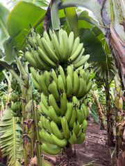 Fresh G9 Cavendish Banana - Image 4