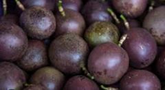 Purple Passion fruit – product photo 1, product detail gallery