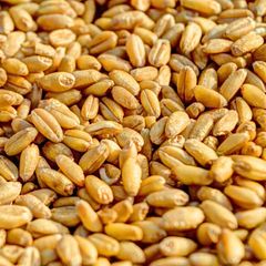 Organic First Grade Wheat Seeds in 50 Kg Bag Natural Wholegrain - Image 5