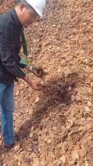 Coconut Shell Raw - Image 5