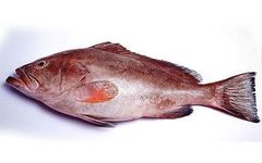 FROZEN REEF COD Shelf Life 2 YEARS Texture Firm White Meat Flavor Delicate, Savory Packaging 20 Kg Ctn (IWP) Packaging Type Running Weight - Image 2