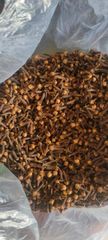 Premium Indonesian Cloves - Image 3