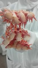 Lithodes Santolla - Chilean King Crab - Image 2