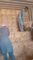 Rhodes Grass, Wheat Straw, Alfalfa hay & Silage - Image 3