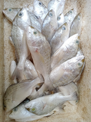 FROZEN BARRAMUNDI - HIGH QUALITY - Image 1