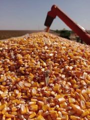 Yellow Corn Yellow Maize  Sale - Image 3