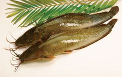 Hot price Frozen Pangasius Fillet Steak New season from Vitenam wholesale frozen fish best price Vietnam seafoods - Image 3