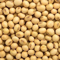 Soybean Grade A Shelf Life 24 - Image 1