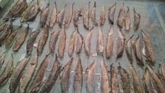 Dried Maasi (Maldive Fish / Masmin) – Hard Dried Tuna, Indian Origin – product photo 2, product detail gallery