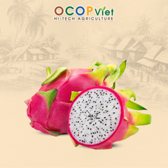 Thanh long ruột trắng - White Flesh Dragon Fruit - Image 4