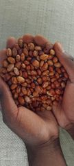 Sugar Beans – product photo 1, product detail gallery