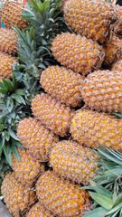 Fresh Pineapple Grade A (Simplex) – product photo 1, product detail gallery