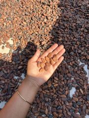 Natural Cocoa Beans For Rich Chocolate Recipes Baking Products Confectionery Items Beverages And Food Ingredient - Image 3