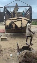 Dry cow hide - Image 2
