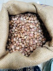 Betel Nut / Areca Nut (Biji Pinang) - Image 4