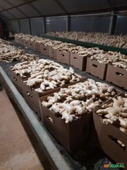 Fresh Ginger - Image 3