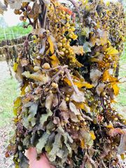 Dried Sargassum Raw & Chop - Image 3
