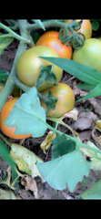 Agriculture, Food & Beverage - Image 1