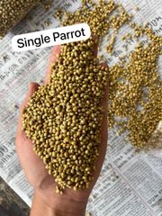 Coriander Seed - Image 4
