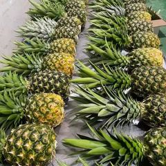 Cheapest Price Fresh Pineapple Export from Vietnam - Newest Crop & Best Quality Fresh Fruit – product photo 3, product detail gallery