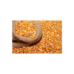 Bulk yellow maize ready for shipment to importers and distributors - Image 2