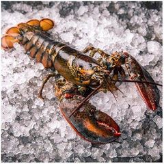 Fresh Quality Pacific  Red Lobsters for sale. - Image 2