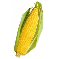 Fresh Corn Sweet Yellow Corn on Cob Wholesale Bulk Supplier Premium Quality - Image 1