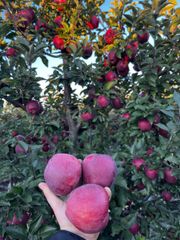 Fresh Apple Red Chief - Image 5
