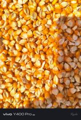 High-Quality Yellow Corn - Image 1