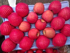 Fresh Delicious Fuji And Gala Apples Available Now!! - Image 2