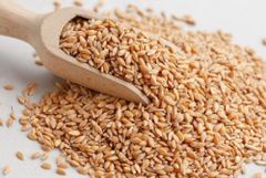 Milling Wheat Moisture ≤ 14% Origin South Africa Yeast And Mold ≤ 10² Cfu/g Acidity ≤ 4.0° (ml 0.1n Naoh) Total Plate Count ≤ 10⁴ - Image 1