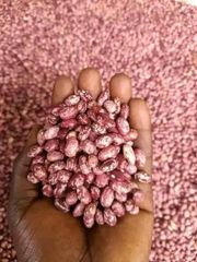 Speckled Beans - Image 1