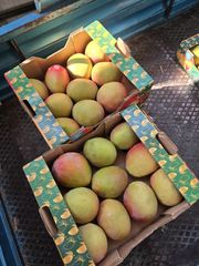 Premium Fresh Mangoes Export Ready Level 1 - Image 1