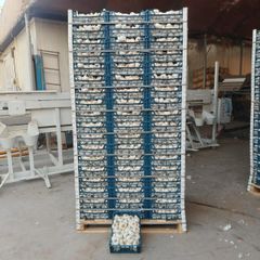 Fresh White Garlic – product photo 2, product detail gallery