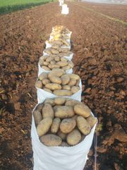 Potato - Image 4