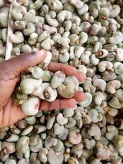 Tanzanian W320 Cashew Kernels- Wholesale Export - Image 3