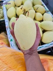 Vietnam Fresh Cat Chu Mango – Premium Export Quality | GAP-Certified Vietnamese Mango Supplier – product photo 1, product detail gallery