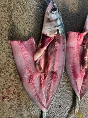 Chub Mackerel Origin South Africa Moisture Content ≤ 80% Storage Conditions -18°c Or Below Fat Content 8%–20% (varies By - Image 2