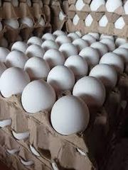 Fresh White Chicken Egs Wholesale Supply - Image 2