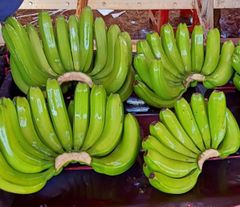 High Quality Fresh Banana - Green Cavendish Banana for China, EU, Japan, USA Market – product photo 2, product detail gallery